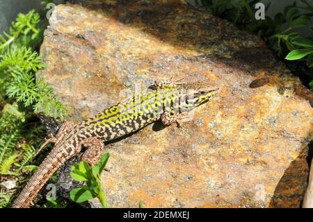 Skyros-Mauereidechse, Podarcis gaigeae in griechenland Stockfoto