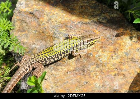 Skyros-Mauereidechse, Podarcis gaigeae in griechenland Stockfoto