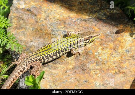 Skyros-Mauereidechse, Podarcis gaigeae in griechenland Stockfoto