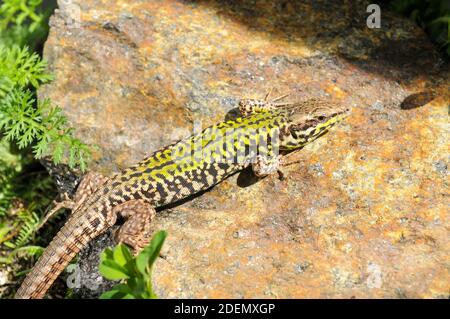 Skyros-Mauereidechse, Podarcis gaigeae in griechenland Stockfoto