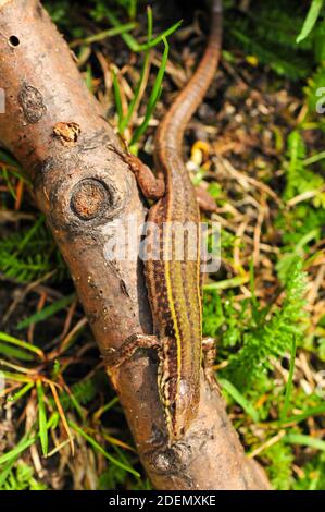 Skyros-Mauereidechse, Podarcis gaigeae in griechenland Stockfoto