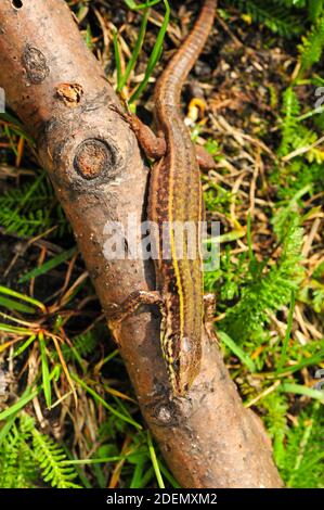 Skyros-Mauereidechse, Podarcis gaigeae in griechenland Stockfoto