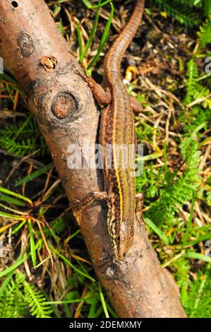 Skyros-Mauereidechse, Podarcis gaigeae in griechenland Stockfoto