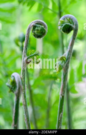 Aufrollende Wedel von Osmunda Regalis. Royal Farn, Anfang Frühling Stockfoto