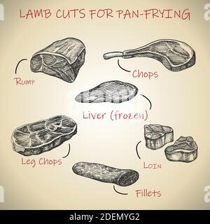 Vector Handgezogenes Fleisch-Set für Lammschnitte zum Braten in der Pfanne. Stock Vektor