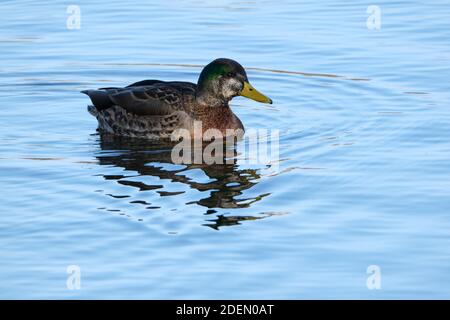 American Black Duck x Mallard Hybrid mit grünem Kopf Schwimmen Am Ontario Lake Stockfoto