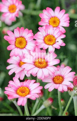 Rhodanthemum 'Marrakech'. Marokkanische Gänseblümchen 'Marrakech', Atlas-Gänseblümchen 'Marrakech'. Weiß-rosa Blüten wie Gänseblümchen Stockfoto