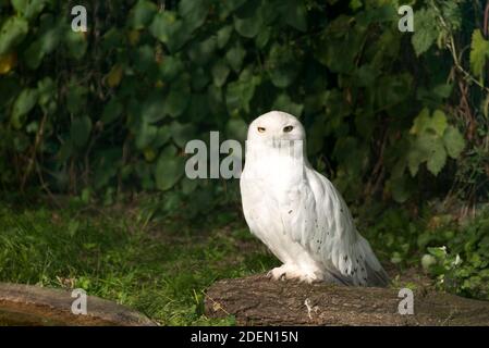 Schnee-Eule (Bubo Scandiacus) Stockfoto