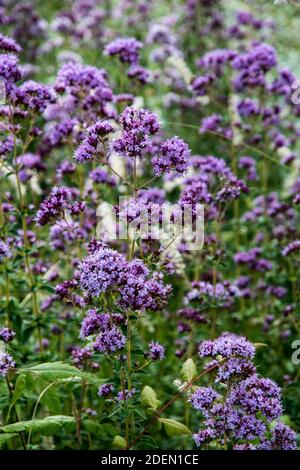 Das Kraut Origanum vulgare Stockfoto