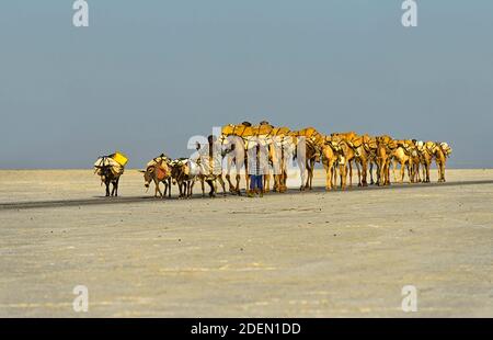 Dromedar-Karawane transportiert Steinsalzplatten über den Assale Salzsee, Danakil Senke, Afar Region, Äthiopien / EINE Dromedarkarawane transportiert Salz Stockfoto