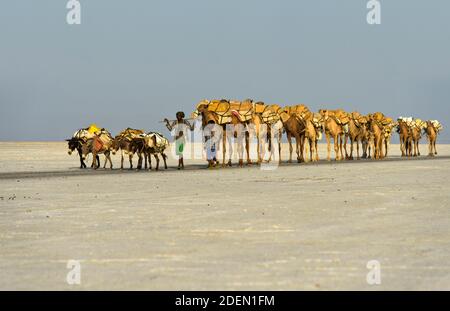 Dromedar-Karawane transportiert Steinsalzplatten über den Assale Salzsee, Danakil Senke, Afar Region, Äthiopien / EINE Dromedarkarawane transportiert Salz Stockfoto