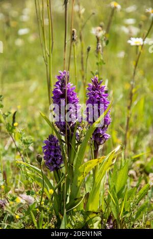 Die wilde Orchidee Dactylorhiza incarnata Stockfoto