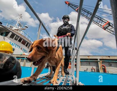 Manila, Philippinen. Dezember 2020. Ein Bombenschnüffelhund wird mit einem Mitglied der K9-Einheit der philippinischen Küstenwache (PCG) während einer Bombendrohung und einer Geiselnahme-Reaktionstüchteübung an einem Pier in Manila, Philippinen, am 1. Dezember 2020 gesehen. Die PCG, die Philippine National Police (PNP) und die Philippine Ports Authority (PPA) führten die Übung, um ihre Fähigkeiten bei der Gewährleistung der Sicherheit der Seehäfen vor allem in der kommenden Ferienzeit zu zeigen. Quelle: Rouelle Umali/Xinhua/Alamy Live News Stockfoto