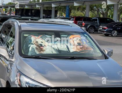 Zwei Hunde auf Auto Wondshield Sonnenschirm Stockfoto