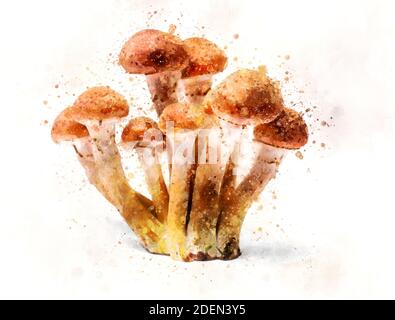 Armillaria mellea - Honig Gel Halimasch Pilz, Kunst Aquarell Stockfoto