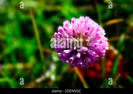 Foto von Fall rosa Blume auf grünem Hintergrund, Makro-Bild einer Herbstblume Stockfoto