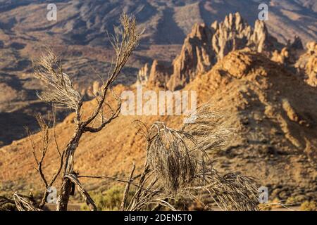 Spartocytisus supranubius, Retama del Teide, Llano de Ucanca im Nationalpark Las Canadas del Teide, Teneriffa, Kanarische Inseln, Spanien Stockfoto