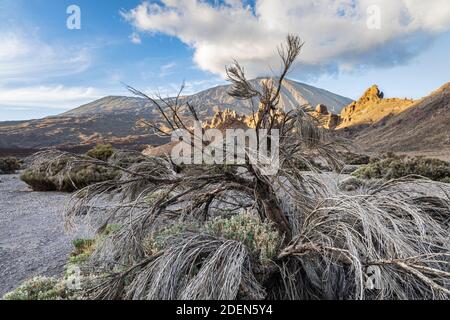 Totes Spartocytisus supranubius, Retama del Teide, Strauch im Llano de Ucanca, Nationalpark Las Canadas del Teide, Teneriffa, Kanarische Inseln, Spanien Stockfoto