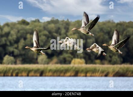 Die Graugänse flogen eine Runde nach dem Essen auf den Wiesen. Lübeck-Schellhorn, Deutschland Stockfoto