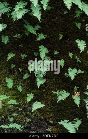 Gewöhnlicher Polypody Farn - Polypodium vulgare - wächst mit Moos auf dem Stamm eines Baumes, Loch Lomond und dem Trossachs National Park, Schottland, UK Stockfoto