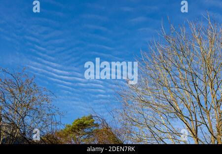 Ein blauer Makrelenhimmel mit typisch weißen, welligen, welligen Muster Cirrocumulus Wolken, Hinweis auf wechselhaftes Wetter, über Surrey, Südosten en Stockfoto