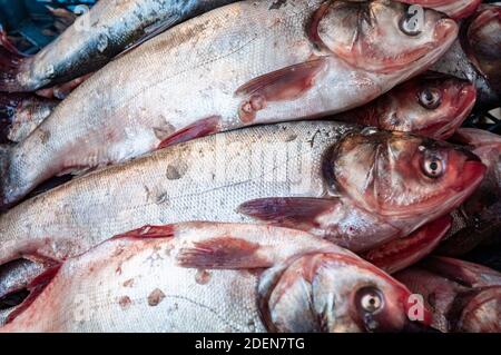 Hochwinkelansicht von frischem Fisch im Markttray Stockfoto