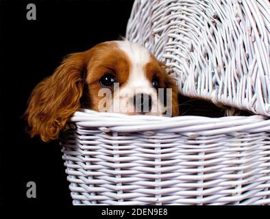 Young Cavalier King Charles Spaniel Hund in einem Weideneinkauf Wagen Stockfoto