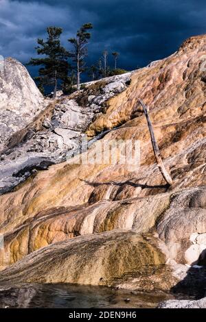 Ein toter Baum in den farbenfrohen Mineralformationen der Palette Spring in Mammoth Hot Springs im Yellowstone National Park in Wyoming, USA. Stockfoto