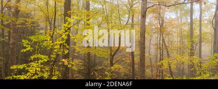 Nebel im Wald, Herbstfarben, Cumberland Gap National Historic Park, Cumberland Gap, Virginia, Tennessee, USA Stockfoto