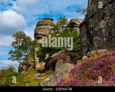 Spätsommerheide am Froggatt Edge eine Steinscharte in der Dark Peak Area des Peak District National Park, in Derbyshire, England Stockfoto