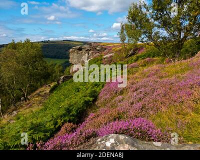 Spätsommerheide am Froggatt Edge eine Steinscharte in der Dark Peak Area des Peak District National Park, in Derbyshire, England Stockfoto