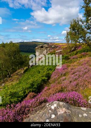 Spätsommerheide am Froggatt Edge eine Steinscharte in der Dark Peak Area des Peak District National Park, in Derbyshire, England Stockfoto