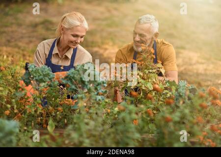 Fröhliche kaukasische Partner mittleren Alters, die im Garten arbeiten Stockfoto