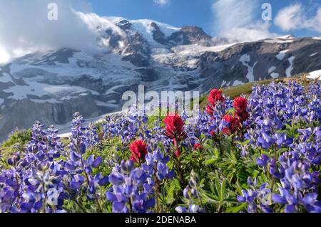 Wildblumenwiese im Paradise Valley mit Mount Rainier, Mt. Rainier National Park, Washington, USA Stockfoto