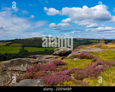 Spätsommerheide am Froggatt Edge eine Steinscharte in der Dark Peak Area des Peak District National Park, in Derbyshire, England Stockfoto