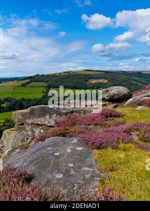 Spätsommerheide am Froggatt Edge eine Steinscharte in der Dark Peak Area des Peak District National Park, in Derbyshire, England Stockfoto