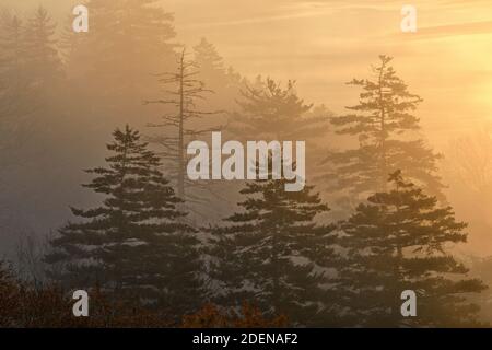 USA, Deep South, Tennessee, Great Smokey Mountains, Nationalpark, Bäume im Nebel Stockfoto