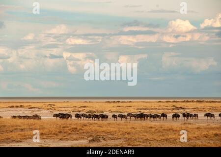 Afrika, Namibia, Kunene Region, Etosha Nationalpark, Herde von Wildebeest am Wasserloch Stockfoto