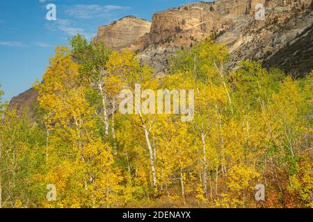 USA, Great Basin, Nevada, Elko County, Ruby Mountains, Lamoille Canyon, Aspen im Herbst Stockfoto