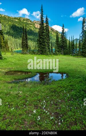 USA, Pazifischer Nordwesten, Washington State, Mount Rainier National Park, Fawn lilly, Erythronium am Dewey Lake Stockfoto