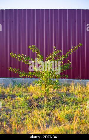 Junger Aprikosenbaum im Garten vor dem Hintergrund eines violetten Zauns. Fruchtbaum Sämlinge. Pflanzen und verlassen Stockfoto