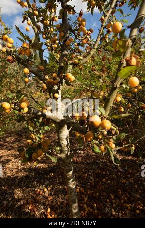 Malus x Zumi (goldene Hornisse) Fruchtig reichlich in hellen Spätsommer Sonnenschein mit blauem Himmel/ Weißer Wolkenhintergrund Stockfoto