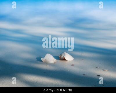 Serie von Schale in Licht und Schatten auf einem weißen Sand Strand Natur Kunst Design mit langer Exposition Stockfoto