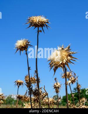 Trockene Distel. Trockene Distel am Ende des Sommers. Stockfoto
