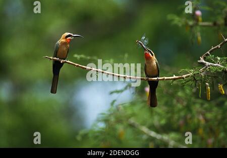 Bienenfresser mit weißer Front, merops-Bullockoides, Erwachsene, die auf dem Zweig stehen, Libelle im Schnabel, Kenia Stockfoto