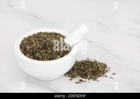 Efeu-Blätter, die in der Kräutermedizin zur Heilung von Husten und Bronchitis, Arthritis, Tinnitus, Durchfall, Hämorrhoiden und Blaseninfektionen verwendet werden. Stockfoto