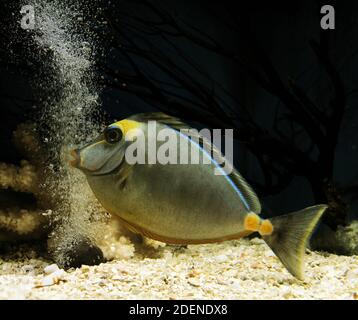 Naso Tang, Naso Lituratus, Erwachsene Stockfoto