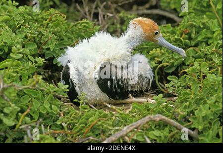 Magnificent Frigatebird, fregata magnificens, Young Standing on Nest, Mexiko Stockfoto