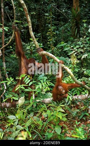 Orang Utan, pongo pygmaeus, Weibchen mit Jungen, die aus dem Zweig hängen Stockfoto