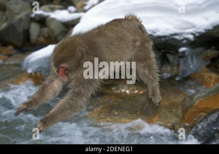 Japanischen Makaken, Macaca Fuscata, Erwachsene springen über Stream, Hokkaido-Insel in Japan Stockfoto